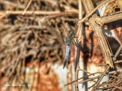 Orthetrum cancellatum