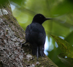Melanerpes herminieri