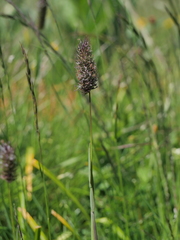 Phleum alpinum alpinum