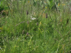 Phleum alpinum alpinum