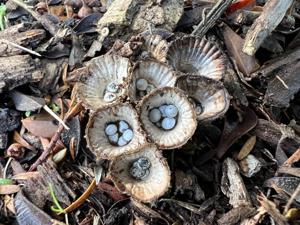 fluted bird's nest fungus from Recreational Reserve, Wharewaka, Waikato