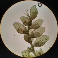 Siphonolejeunea olgae