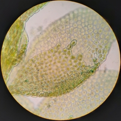 Siphonolejeunea olgae