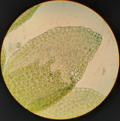 Siphonolejeunea olgae