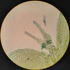 Siphonolejeunea olgae