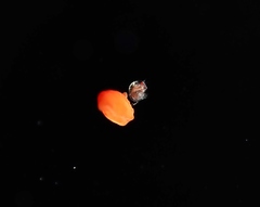 Hyperiidae