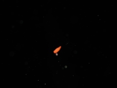 Hyperiidae