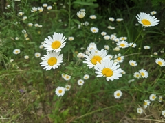 Leucanthemum vulgare pujiulae
