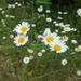 Leucanthemum vulgare pujiulae - Photo (c) Katarzyna Żarnowiec, some rights reserved (CC BY-SA), uploaded by Katarzyna Żarnowiec