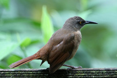 Cinclocerthia ruficauda