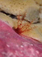 Squamocnus brevidentis