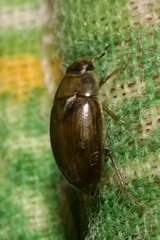 Enochrus bicolor