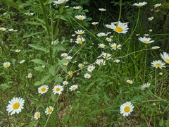 Leucanthemum vulgare pujiulae
