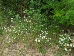 Leucanthemum vulgare pujiulae
