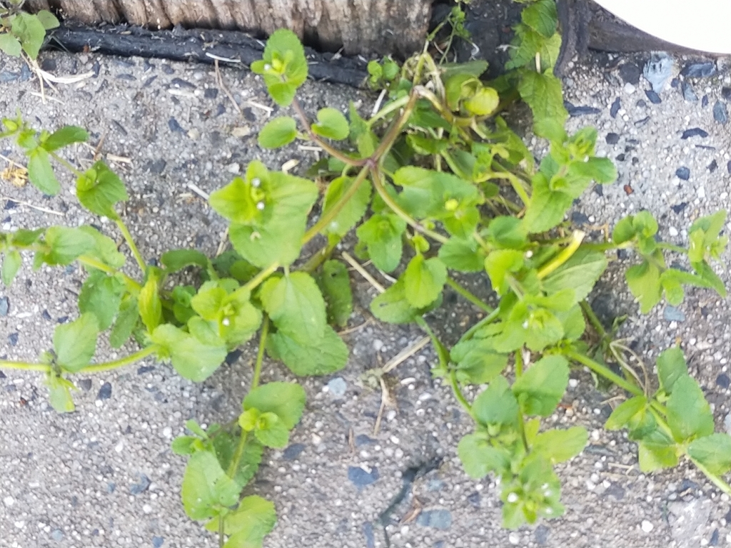 field-woundwort-from-harwood-island-post-office-morpeth-st-harwood