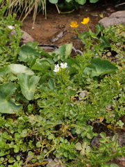 Cardamine amara amara