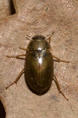Enochrus bicolor