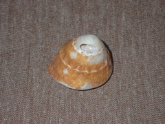 Bellastraea squamifera