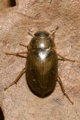 Enochrus bicolor
