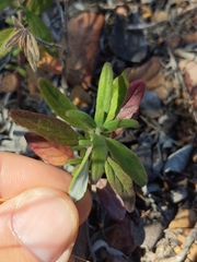 Monardella hypoleuca intermedia