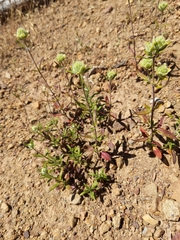 Monardella hypoleuca intermedia