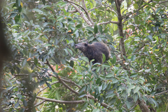 Arctictis binturong