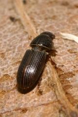 Pleurophorus