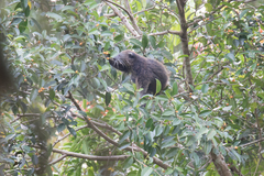 Arctictis binturong