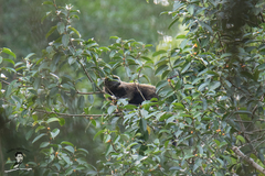 Arctictis binturong