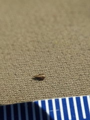 Cryptantha clevelandii