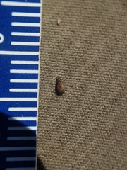 Cryptantha clevelandii