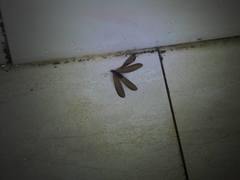 Odontotermes formosanus