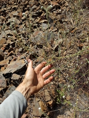 Cryptantha clevelandii