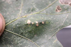 Neuroterus quercusverrucarum