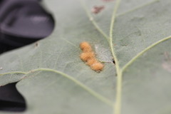 Neuroterus quercusverrucarum