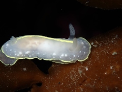 Cadlina willani