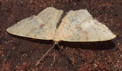 Idaea halmaea