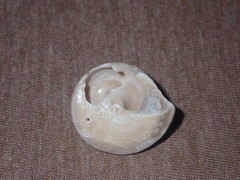 Bellastraea squamifera