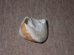 Bellastraea squamifera