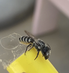Megachile occidentalis