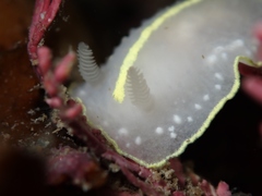 Cadlina willani