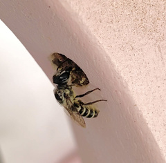 Megachile occidentalis