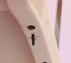 Megachile occidentalis