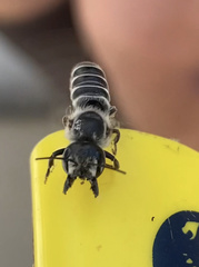 Megachile occidentalis