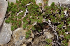 Selaginella wrightii