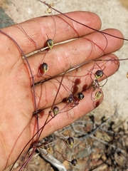 Neogaerrhinum strictum