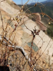 Neogaerrhinum strictum