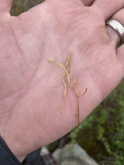 Calliergon