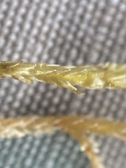 Calliergon