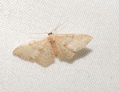 Idaea halmaea